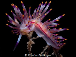 Flabellina rubrolineata
Red-lined flabellina by Cumhur Gedikoglu 